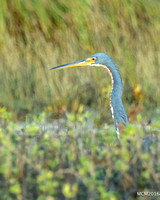 Tri-colored Heron