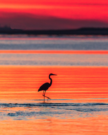 Blue Herons