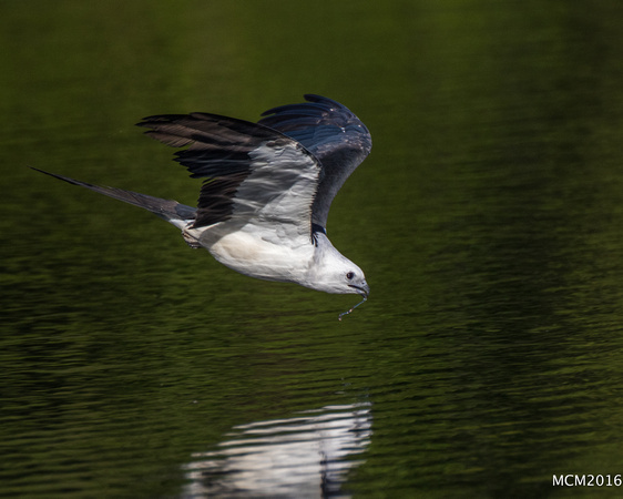 Swallow-tailed Kites