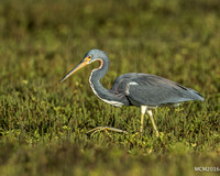 Tri-colored Heron