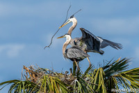 Blue Herons