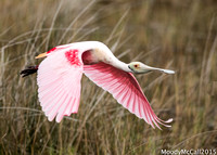 Rosette Spoonbills