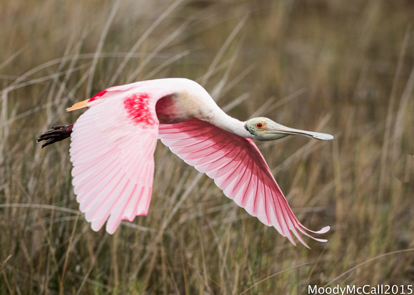 Rosette Spoonbills