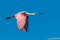 Rosette Spoonbills