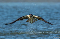 Ospreys