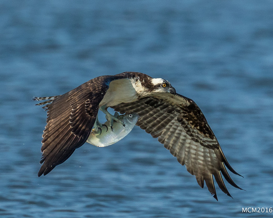 Ospreys