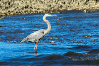 Blue Herons