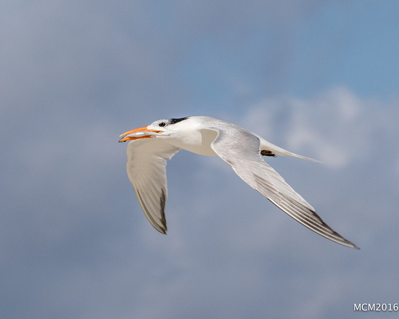 Terns