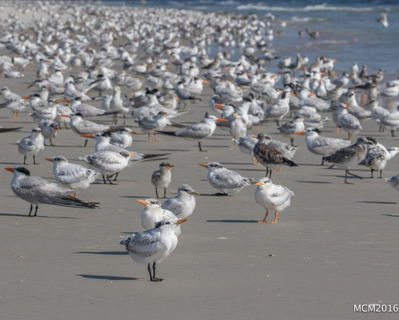 Terns