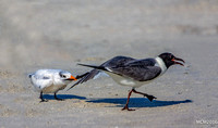 Terns