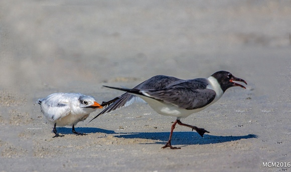 Terns