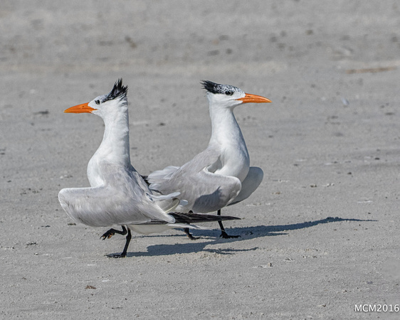 Terns