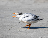 Terns