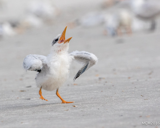 Terns