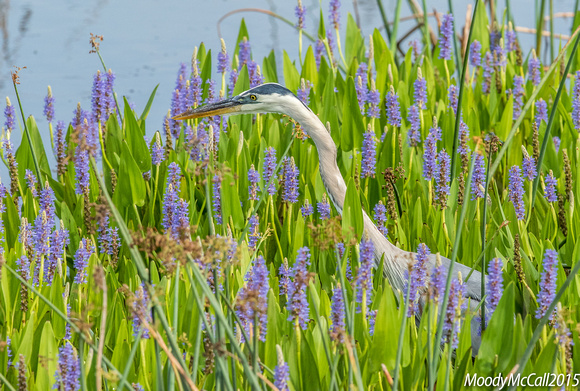 Blue Herons