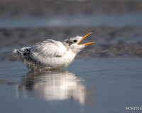 Terns