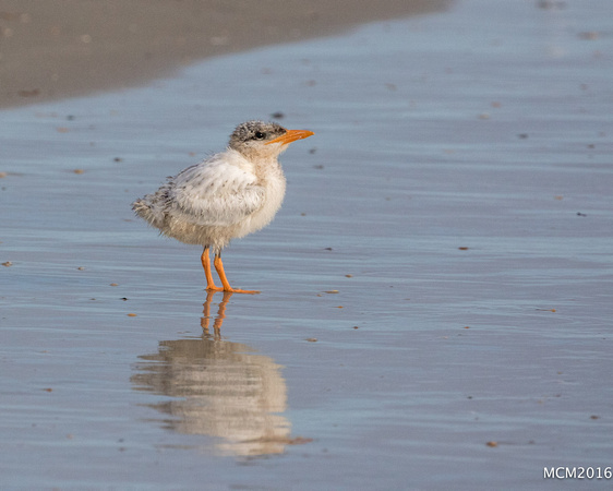 Terns