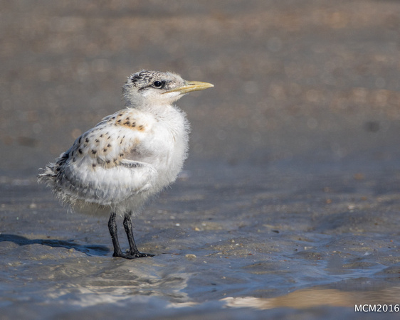 Terns