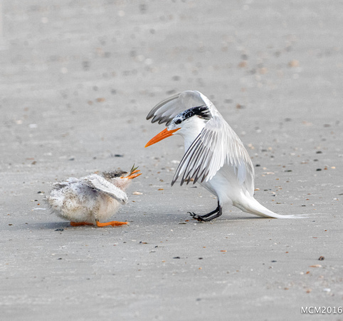 Terns