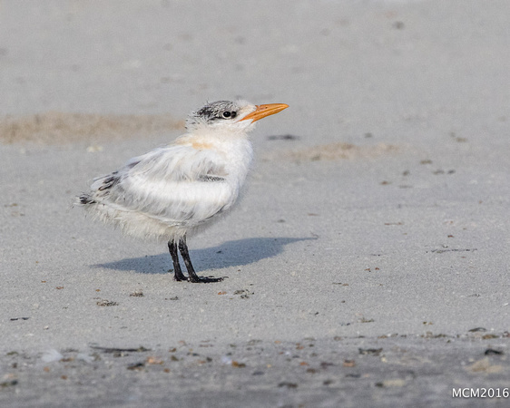 Terns