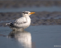 Terns