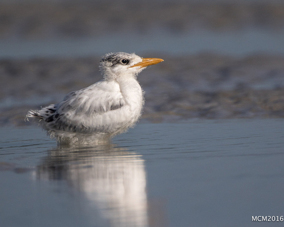 Terns