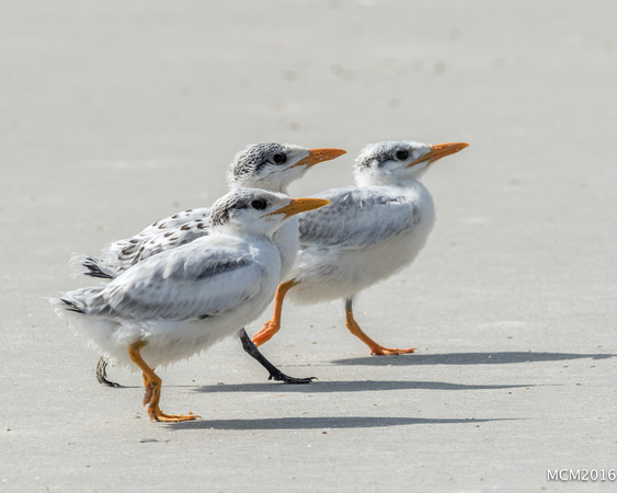 Terns