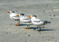 Terns