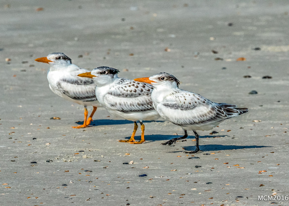 Terns