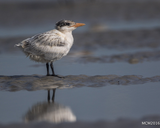 Terns