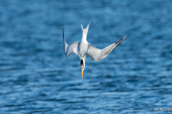 Terns