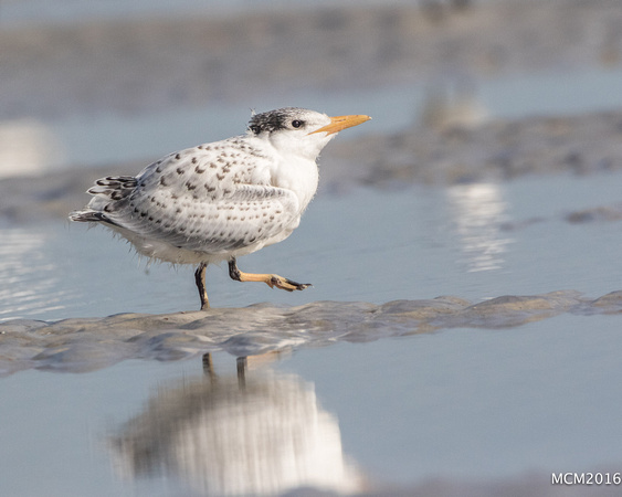 Terns