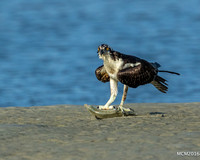 Ospreys