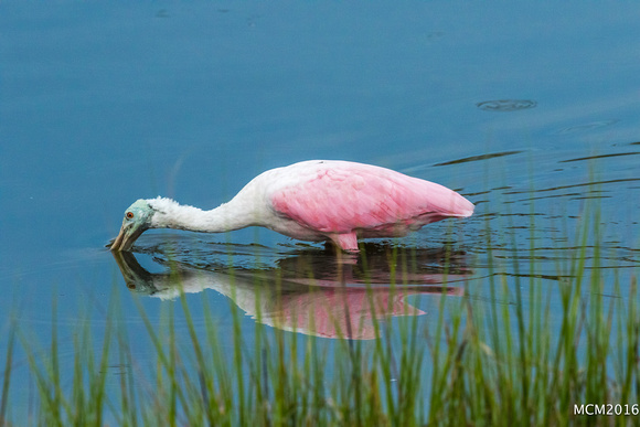 Rosette Spoonbills