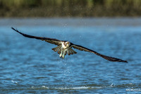 Ospreys