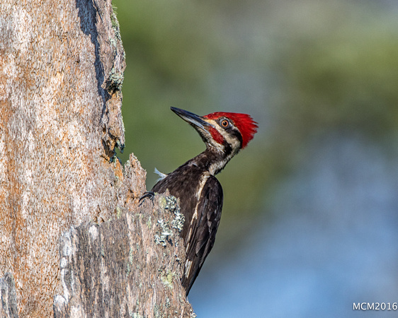 Woodpeckers