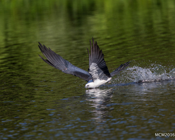 Swallow-tailed Kites