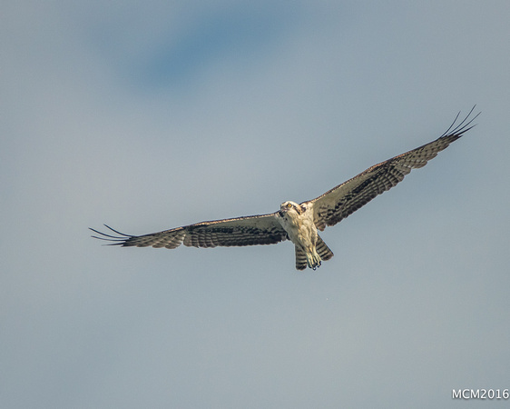 Ospreys