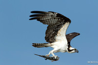 Ospreys