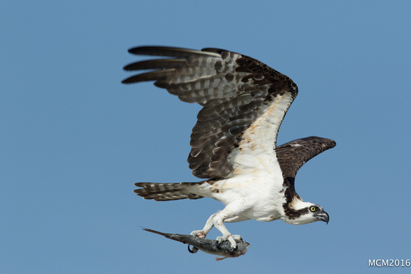 Ospreys