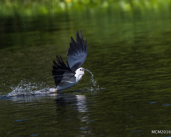 Swallow-tailed Kites