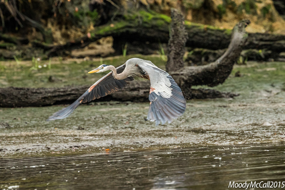 Blue Herons