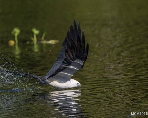 Swallow-tailed Kites