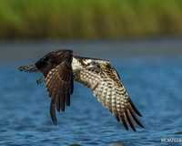 Ospreys