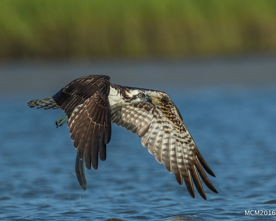 Ospreys