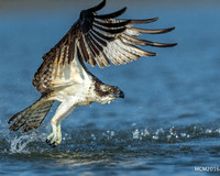 Ospreys