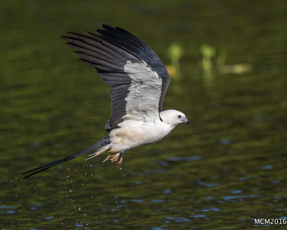 Swallow-tailed Kites