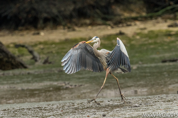 Blue Herons