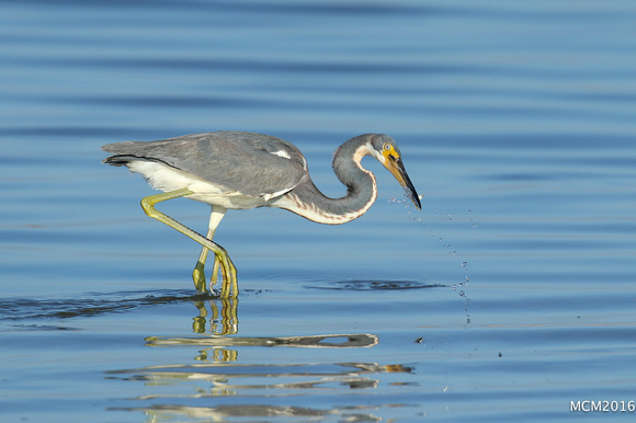 Tri-colored Heron