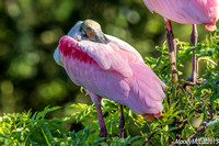 Rosette Spoonbills